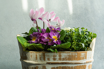 Beautiful floral composition in the pot, a Nature Photo by Anna Bogush