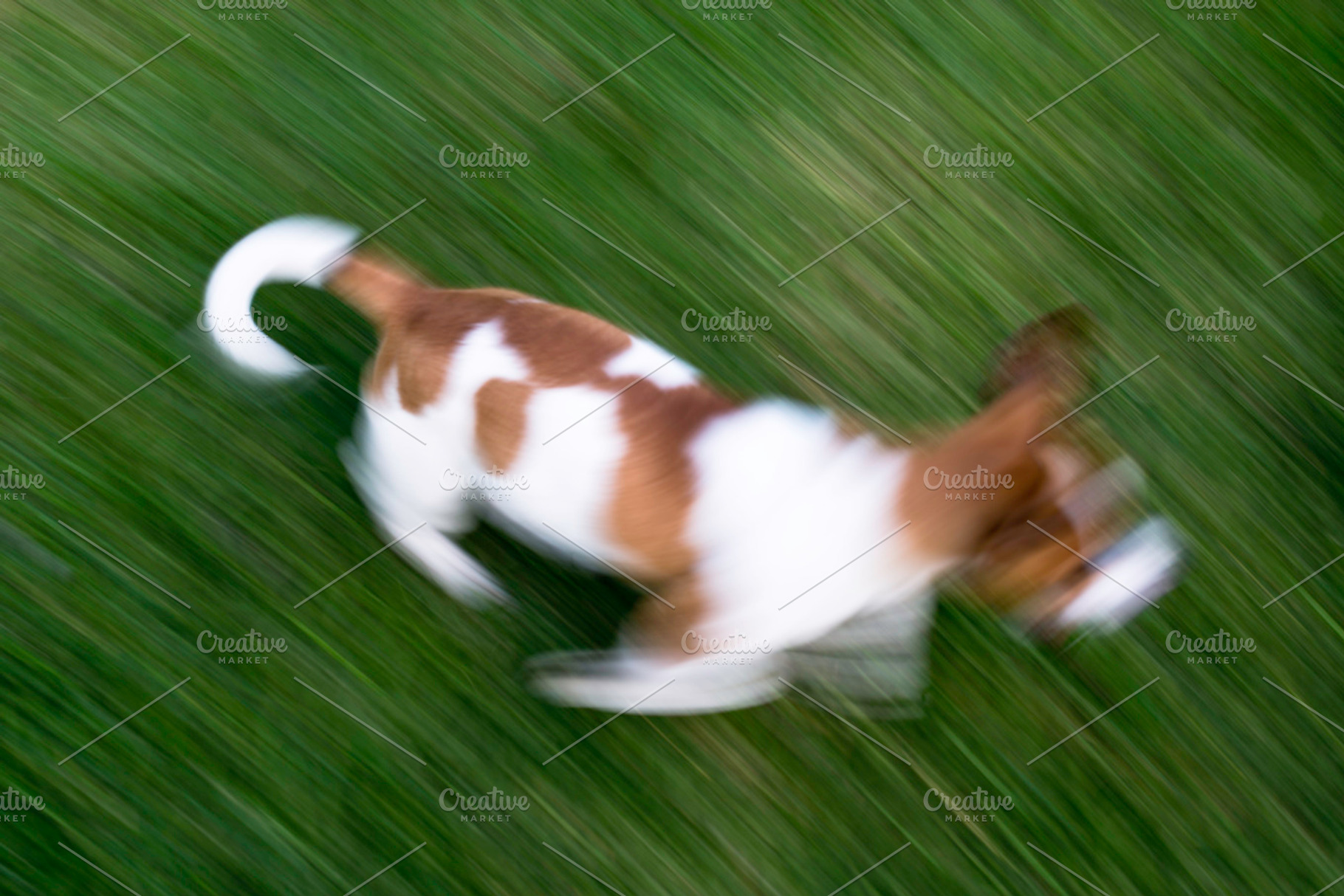 Jack Russel