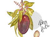 Mango clipart in botanical style, a Food Illustration by Ann Astro (Thumbnail 7 of 10)