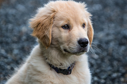 Golden retriever puppy containing dog, puppy, and canine
