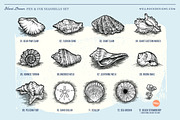Sea Shells(Vector) + Beach Bonus, an Object Illustration by Well Rock Designs (Thumbnail 4 of 9)