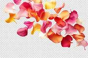 Flower petals transparent png, a Nature Photo by Shahjahangdb1 (Thumbnail 10 of 10)