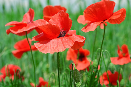 red poppies, a Nature Photo by Serg64