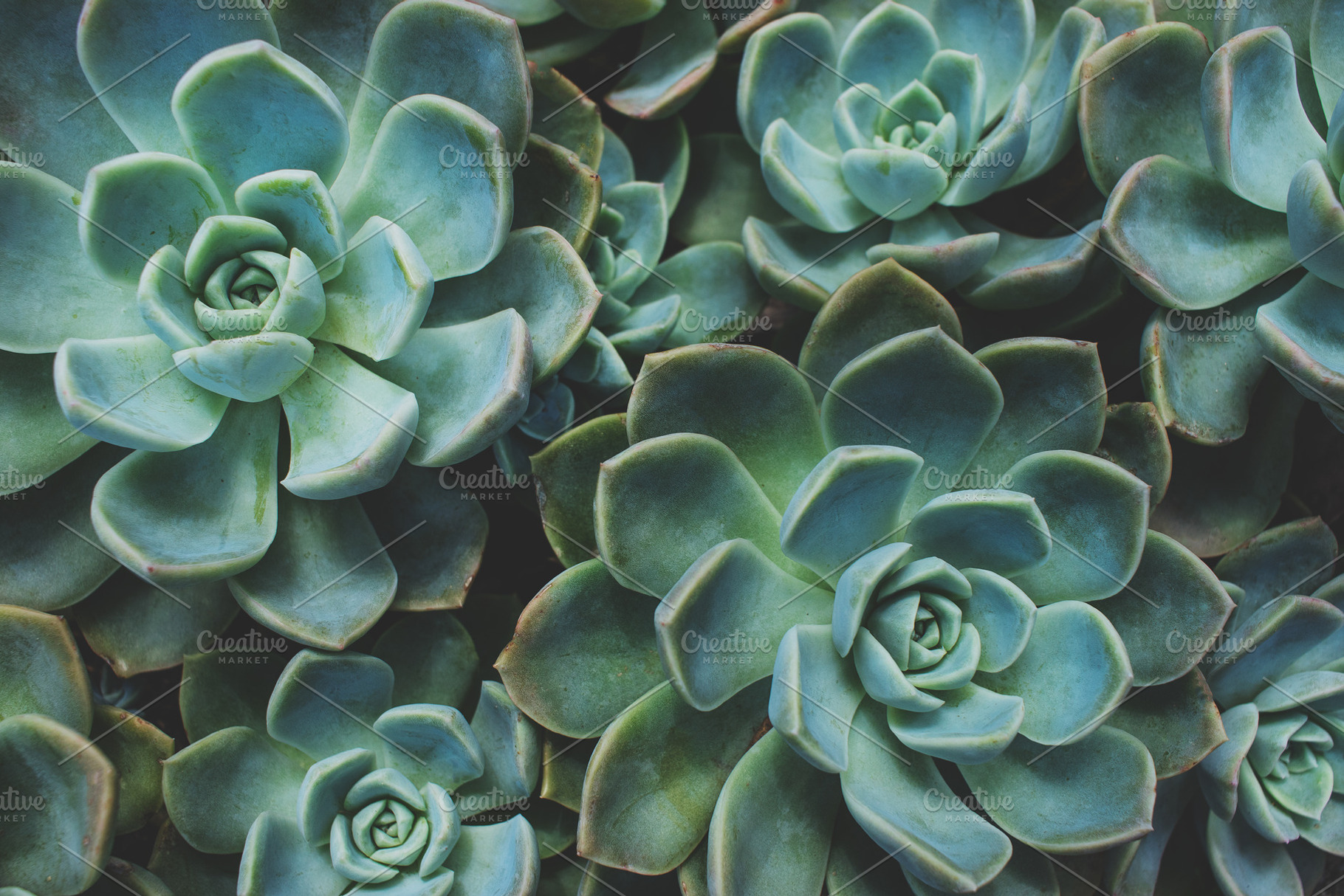 Rock Rose Succulent Closeup, a Nature Photo by René Jordaan Photography
