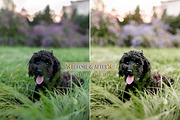 ESSENTIALS Lightroom Preset Bundle, a Preset Add-On by CityTurtles (Thumbnail 6 of 9)