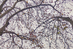 Tree branches weaving across cloudy sky, a Nature Photo by DanFLCreativo