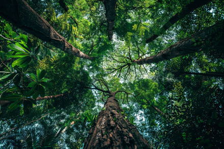 Towering trees dominate the view abo, a Photo by Tanuart