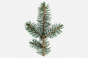 Christmas Pine Branch Transparent, a Holiday Photo by jessicamdesign (Thumbnail 2 of 2)
