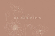 Icelandic Poppies watercolor flowers, an Illustration by Angele Kamp (Thumbnail 7 of 9)