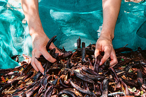 a man gathers carob pods from a harvesting net, a Photo by Nito