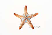 Realistic Starfish and Shell Clipart, an Animal Illustration by New-School-Wave (Thumbnail 2 of 5)
