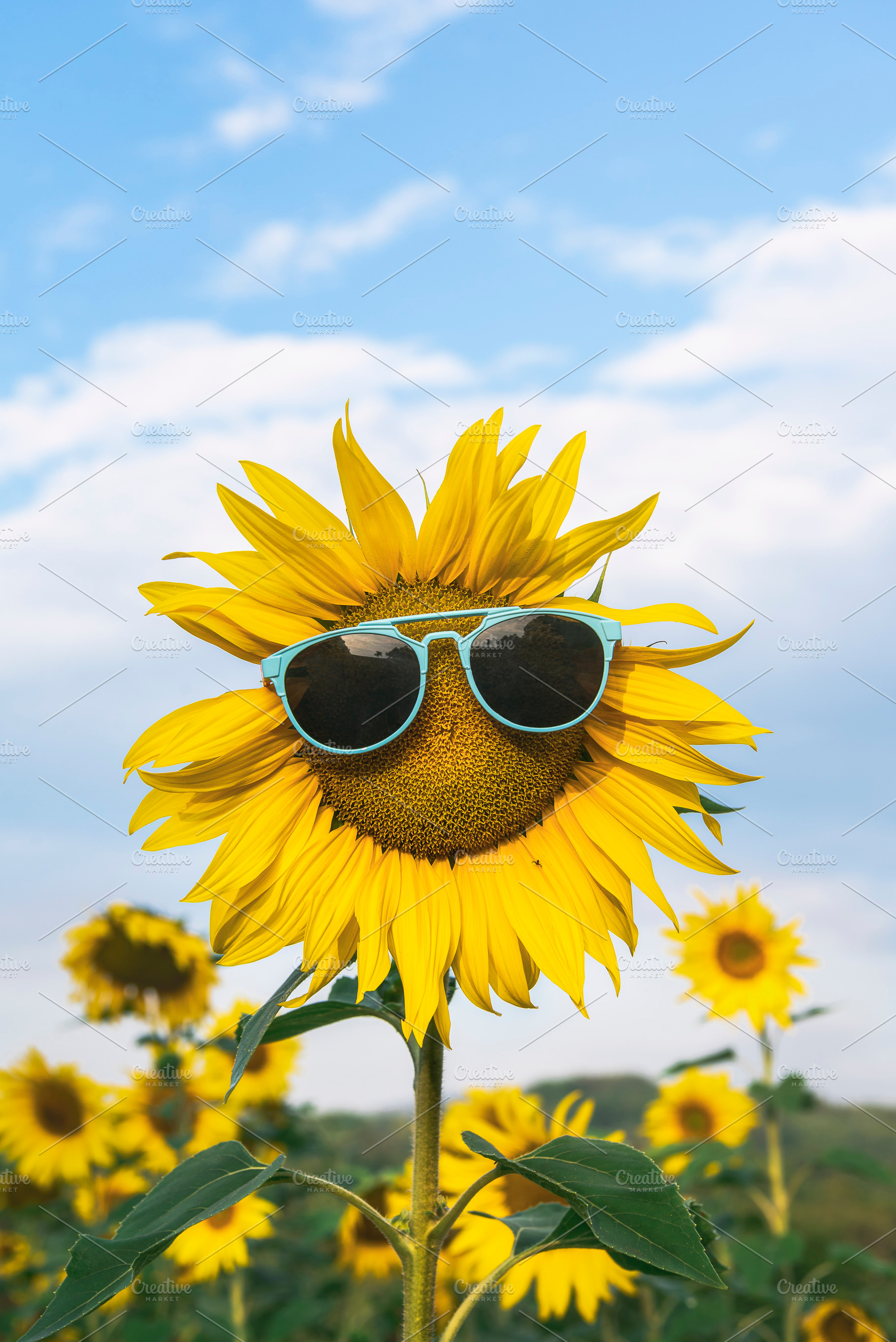 Sunflower wearing sunglasses in a fi, a Food & Drink Photo by YesPhotographers