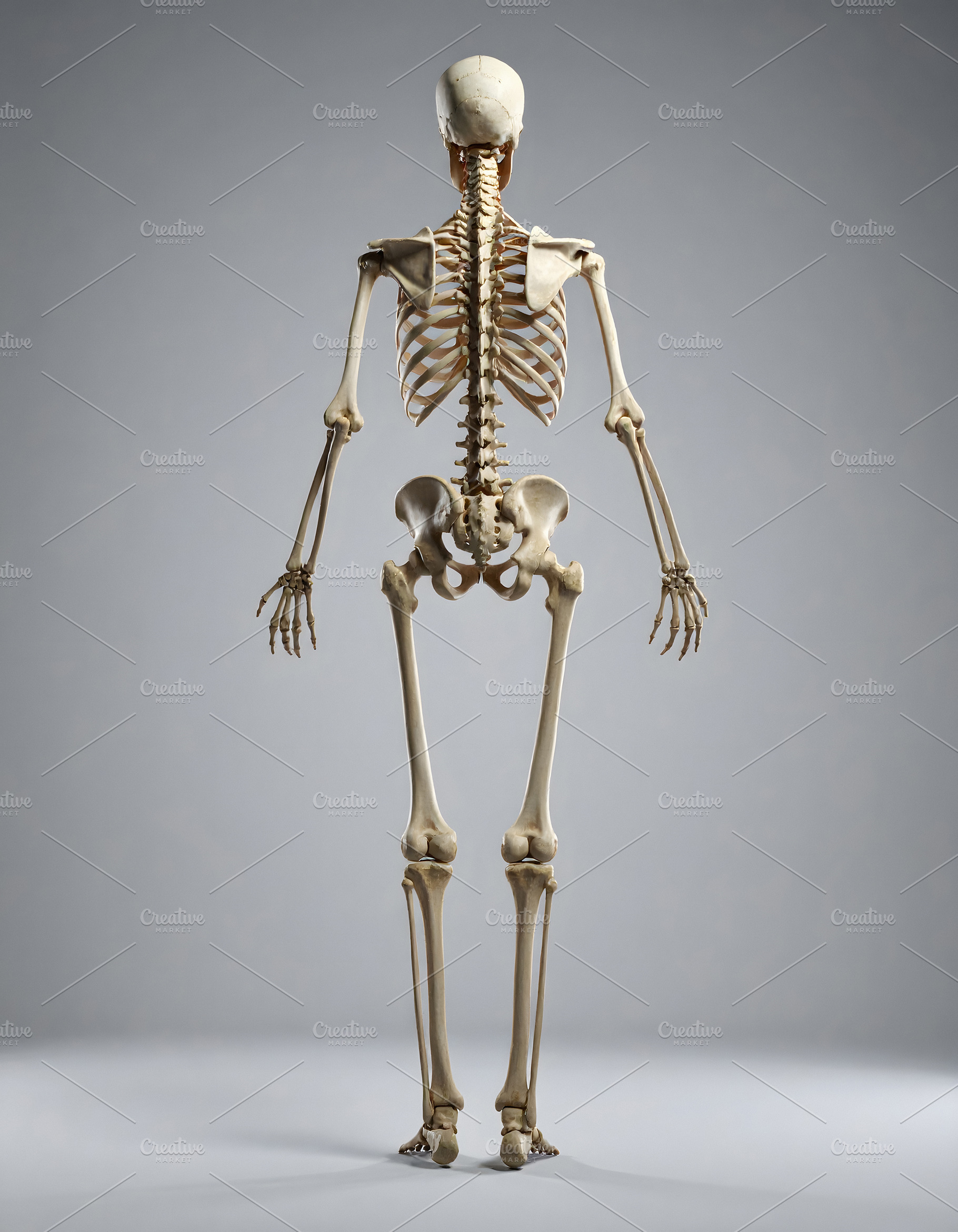 Human skeleton viewed from the back in full vertical posture, a Health & Medical Photo by GoodGoods