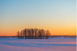Silent winter solitude. Solitary, a Nature Photo by Lukas Jonaitis SHOP