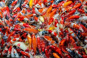 Chaos carp fishes in pond