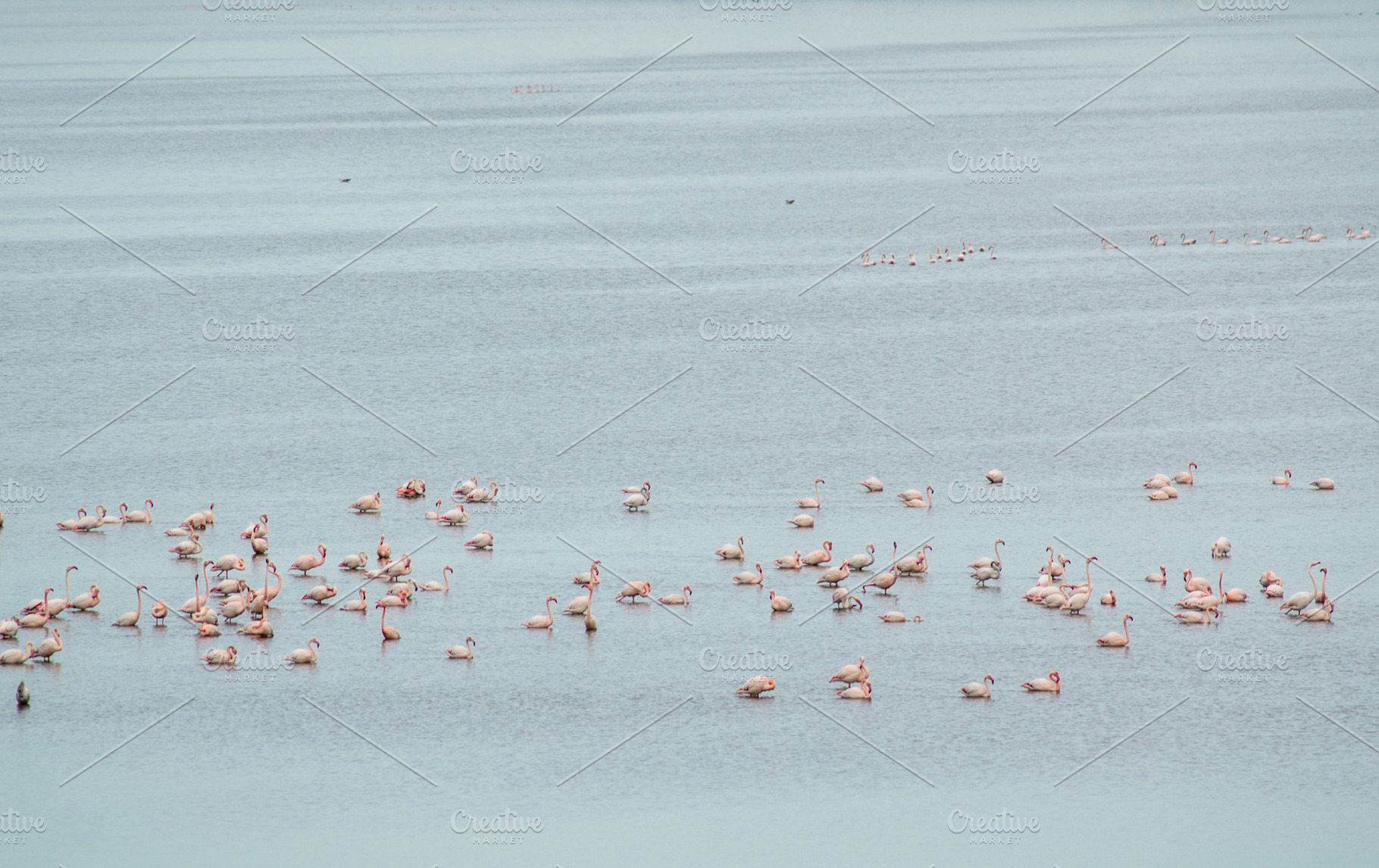 Pink flamingos, an Animal Photo by Beufville