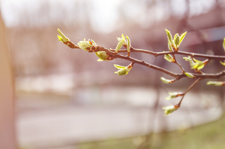 Young leaves, buds and shoots on a tree branch in spring in the, a Nature Photo by TanaCh