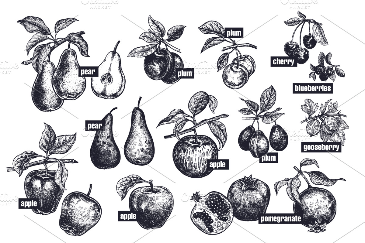 Fruits and berries. Big set., an Object Graphic by MarinaVorontsova (Photo 2 of 8)
