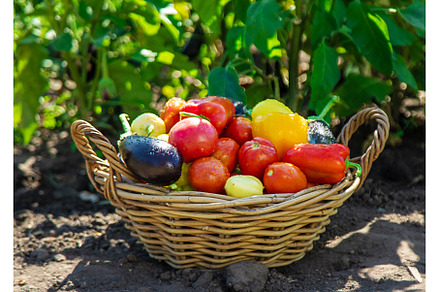 Harvest different vegetables in the, a Food & Drink Photo by yanadjana