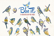 Watercolor blue tit bird clipart, an Illustration by Art & Things (Thumbnail 3 of 8)