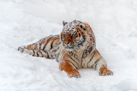 Closeup Adult Tiger in cold time. Tiger snow in wild winter natu, an Animal Photo by Byrdyak