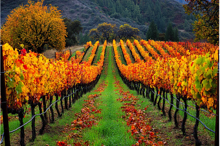 Colorful Autumn Vineyard Rows with, a Beauty & Fashion Photo by Lermont51