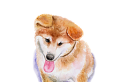 Watercolor Dogs Mega Big Bundle, an Illustration by Dneprstock (Thumbnail 60 of 60)