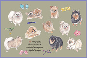 Pomeranian Clipart Digital Paper, an Animal Illustration by VianneArt (Thumbnail 3 of 7)