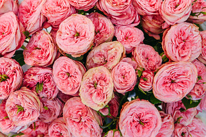 Pink roses background stock photo containing roses and rose background