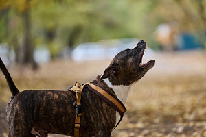 A Staffordshire Terrier wearing a harness barks in an autumn par, an Animal Photo by ndanko