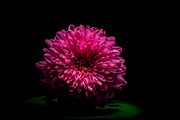 Dark Background Floral Bloom, a Nature Photo by Silent Nature (Thumbnail 5 of 10)