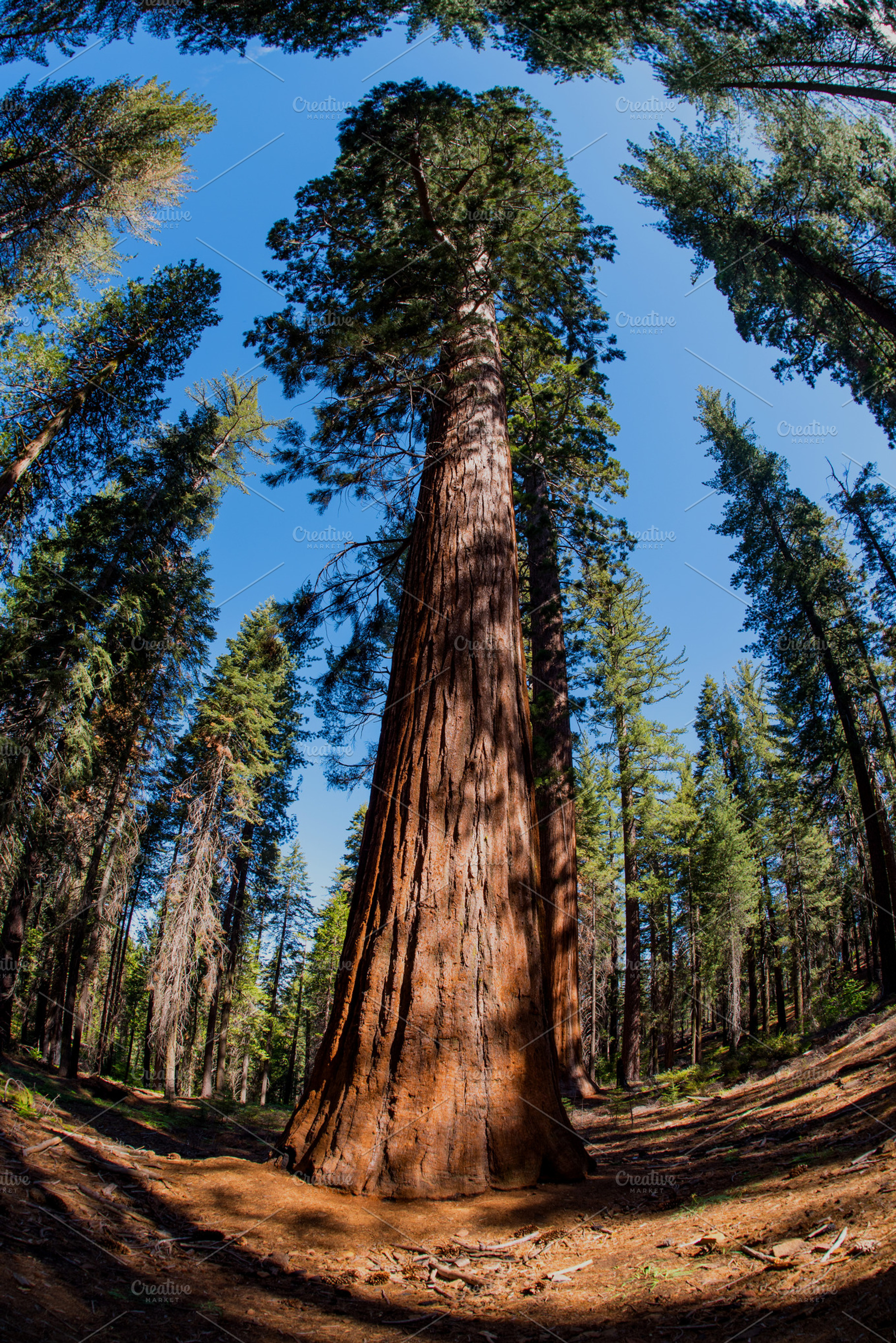 Yosemite Sequoia, a Photo by Travel Camera