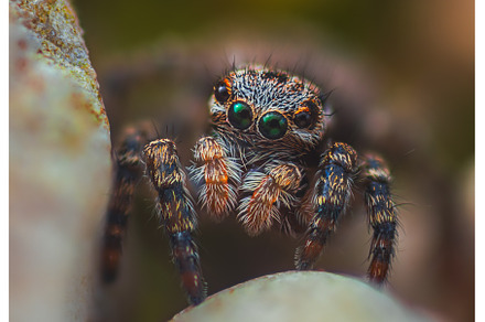 A Close-up picture of a Jumping