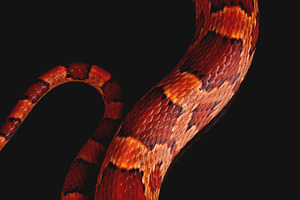 Snake skin