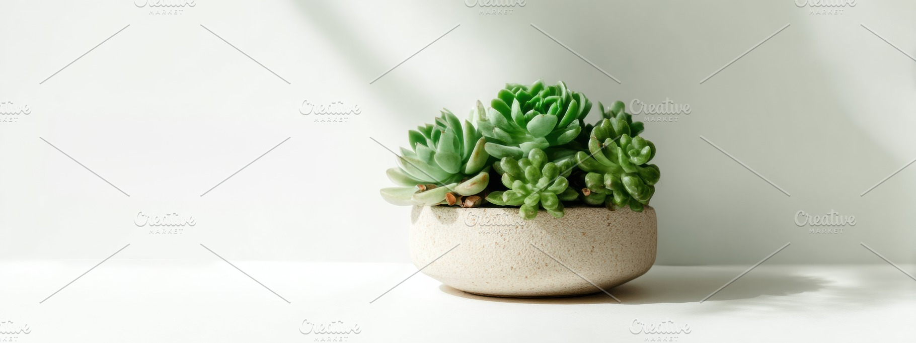 Succulent in Clay Pot on White Table, a Nature Photo by Virgo Studio