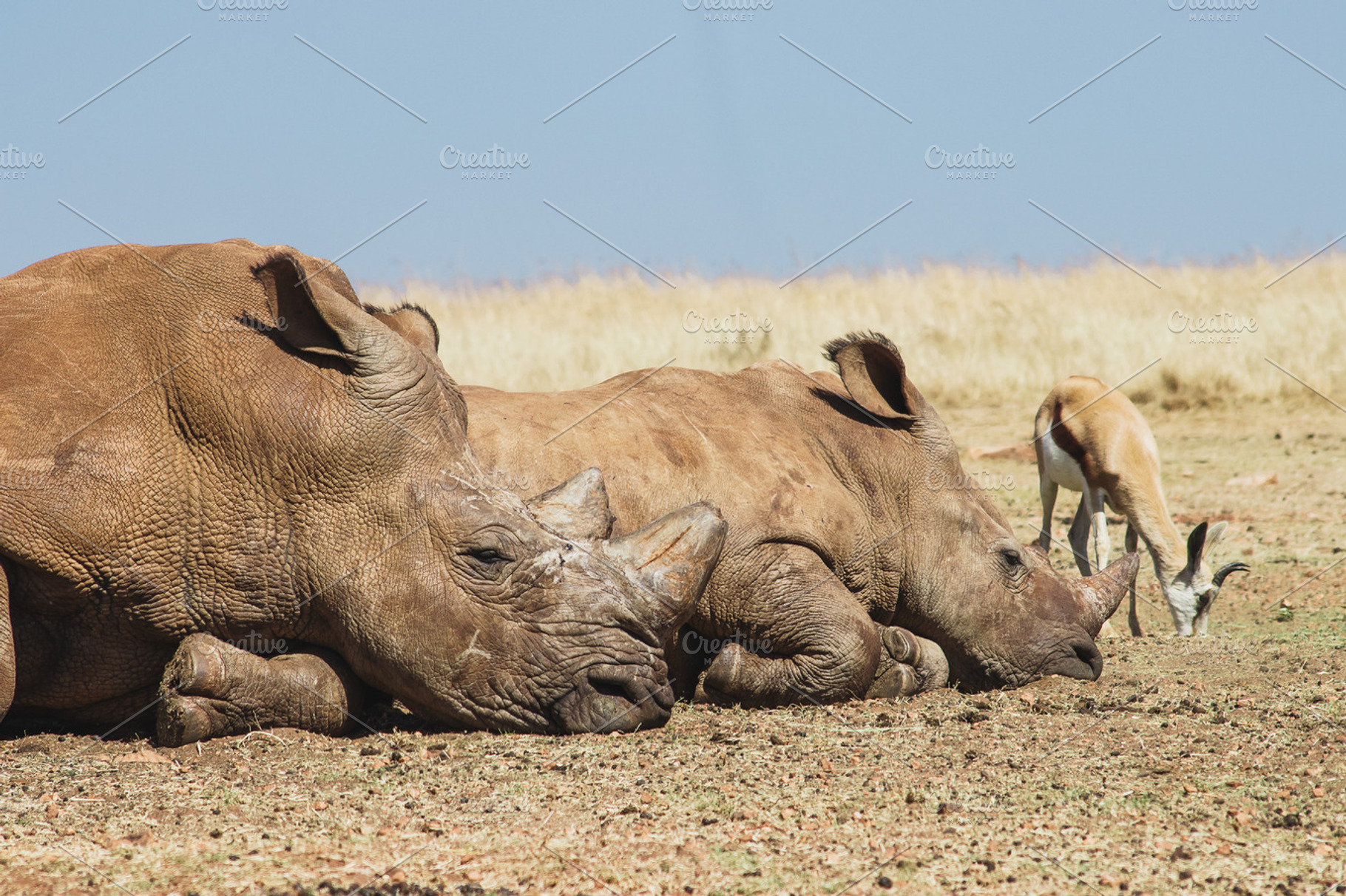 Minimalist Rhinos Lying Down Photo, an Animal Photo by René Jordaan Photography