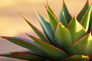 Close up Vibrant Agave Leaves, a Nature Photo by Virgo Studio