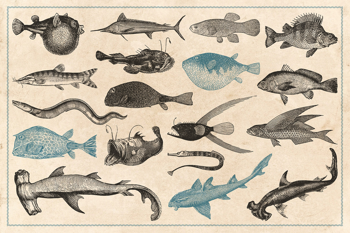 154 Vintage Sea Illustrations, an Animal Illustration by Brigantine Designs (Photo 5 of 10)