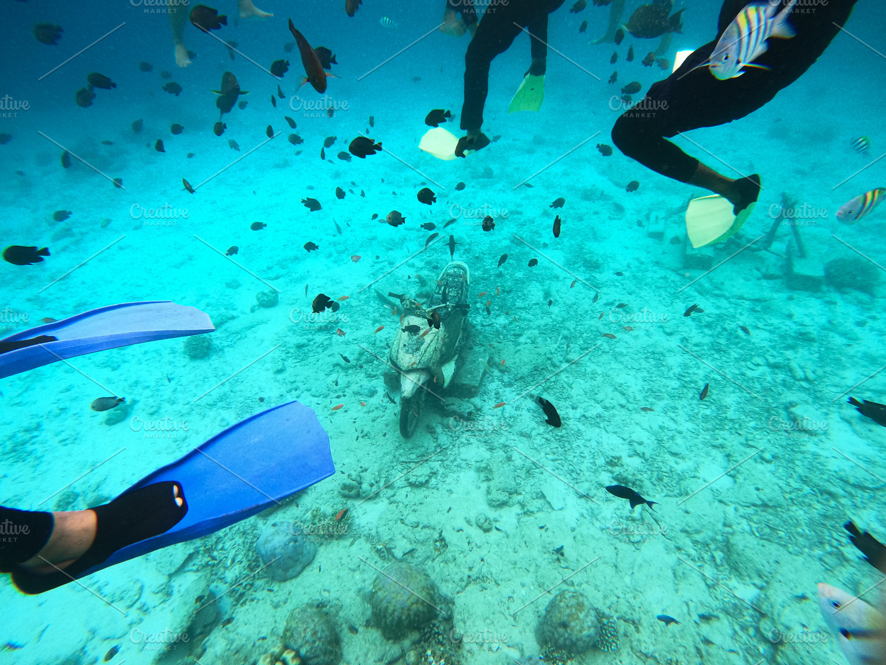 Snorkeling Adventure with Fish, an Animal Photo by bastera