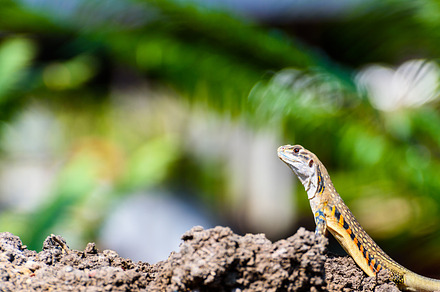 Closeup Leiolepis belliana in nature background, an Animal Photo by yongkiet jitwattanatam