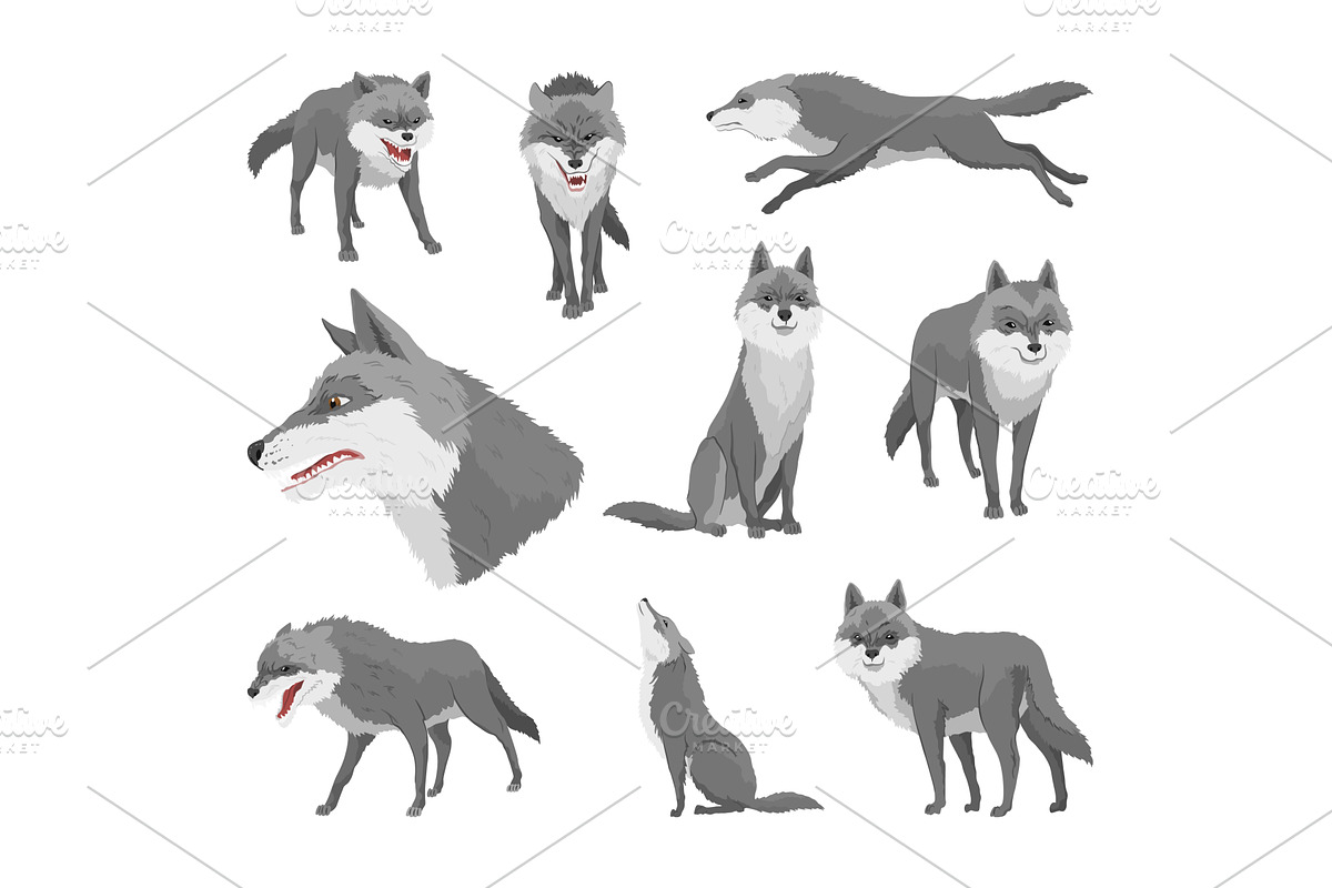Gray wolf set. A predatory beast, an Animal Illustration by the8monkey