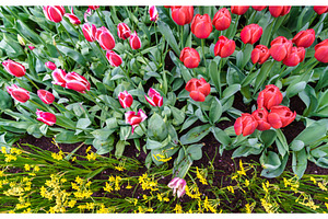 Colorful tulips at the keukenhof the netherlands containing netherlands, a Nature Photo by Leonid Andronov