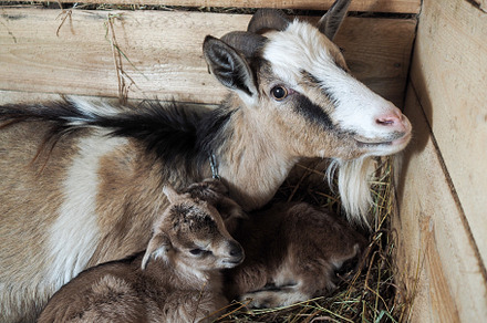 Goat with a newborn baby goat