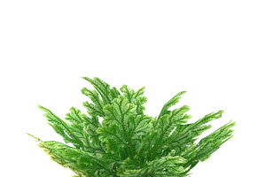 Selaginella