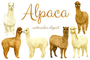 Watercolor Alpaca, Clip arts, an Animal Illustration by Sveta Aho (Thumbnail 1 of 2)