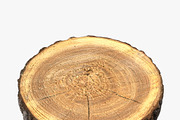 Wood Log Slice, an Environmental 3D Model by 3D_PikNik (Thumbnail 4 of 15)