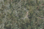 Wildflowers wreath, floral wedding, an Illustration by Summer Nightingale Art (Thumbnail 3 of 6)