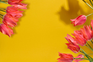 Bunch of vibrant pink tulips with ruffled petals and green stems, a Background Photo by ndanko
