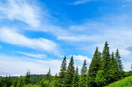 Beautiful pine trees on background high mountains., a Nature Photo by Serg64