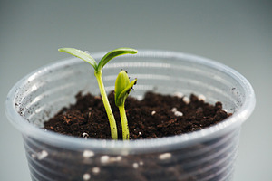 Young green cucumber seedlings growing in a plastic cup with soil. Close-up of, a Nature Photo by Rohan Photography